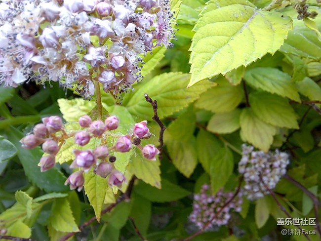 青春有型有內(nèi)涵 三星Galaxy A51 5G全面評測