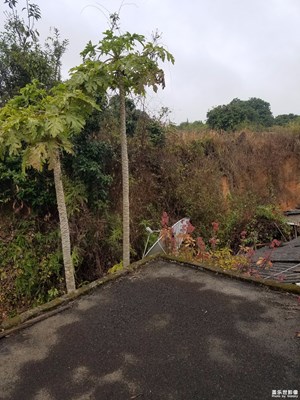 【在夏日】+夏日炎炎