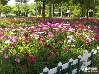 【在夏日】石竹花開