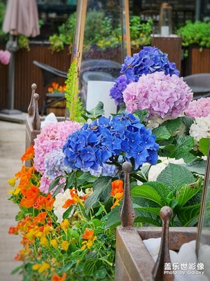 到底是轉(zhuǎn)蘭花還是繡球花？