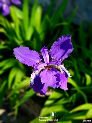 【在夏日】+夏花