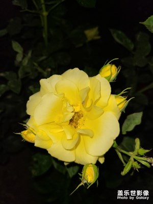 又到一年花開(kāi)時(shí)