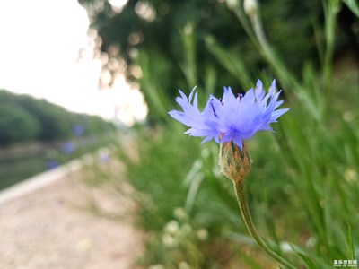 【在夏日】+傍晚的河邊