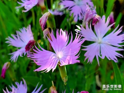 Note10+隨拍