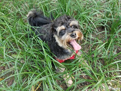 【在夏日】+午間散步的狗狗