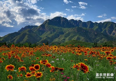 山與花