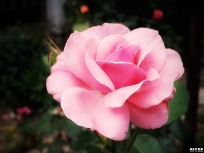 【在夏日】+聚焦花兒