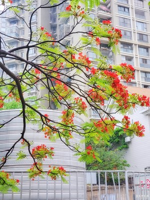 【在夏日】+鳳凰花開滿城