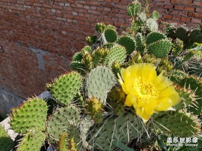 仙人掌花兒