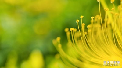金絲桃