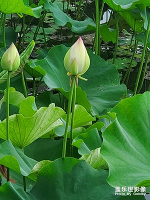 珠海十里蓮江