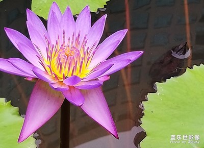 [在夏日]——蓮花開放