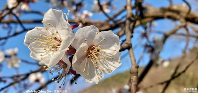 Galaxy S10+ 春花爛漫 之  山杏