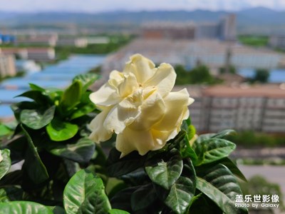 誰(shuí)知道這是什么花？