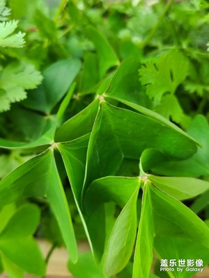 花的近拍