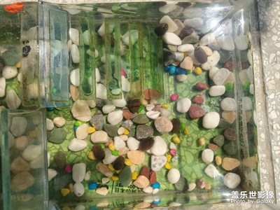 水蓮的生長過程