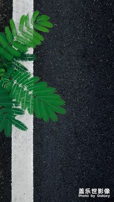 梔子花和小合歡樹