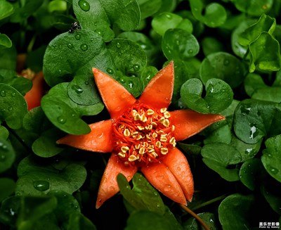 【五月花開(kāi)石榴紅】