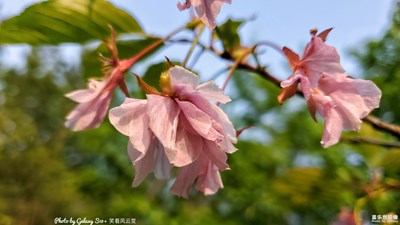 Galaxy S10+  殘紅記