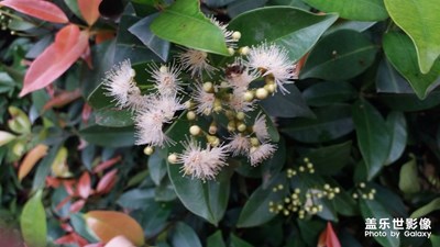 花的色彩！