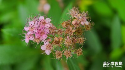 線秀菊