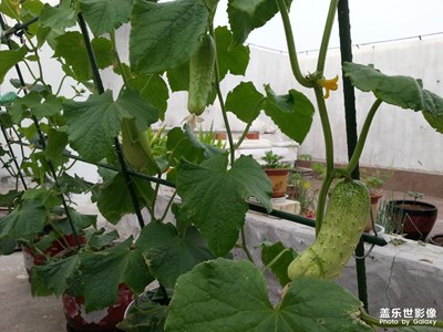 芒種之日的小菜園