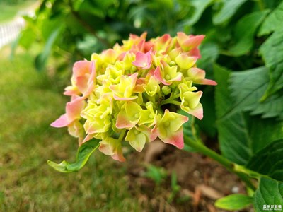 【你好，六一】+花樣年華