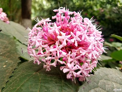 環(huán)城路邊的野花