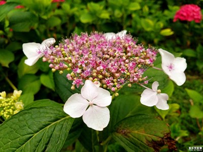 瓊花，又名聚八仙