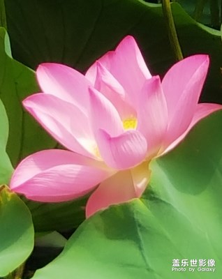 賞荷