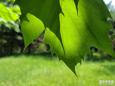 葉色光影