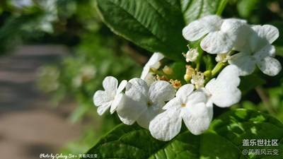 Galaxy S10+  清寧花園（一）