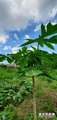 田園一角，校園春色