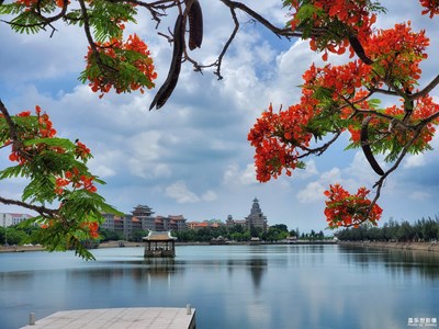 鳳凰花開的路口