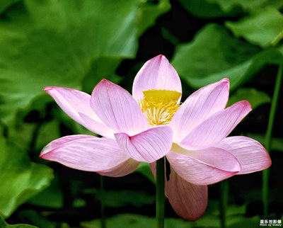 【光影生活】+起舞弄清影