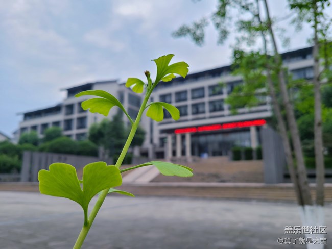 Galaxy Z Flip 相機(jī)篇「這一折.更多美麗以全新視角呈現(xiàn)」