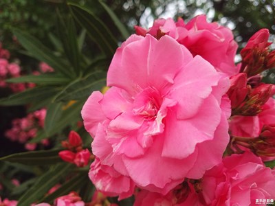 【光影生活】+夏日麗影