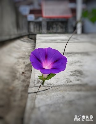 隨拍
