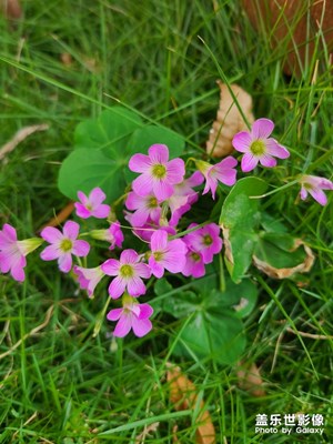 一組小花