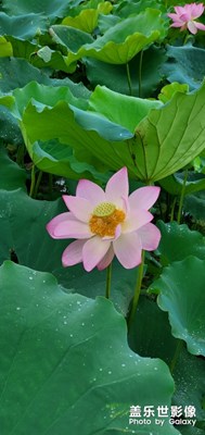 夏雨荷