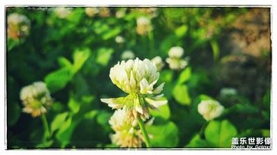 花花，就一朵。
