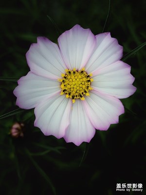 隨手拍+波斯菊