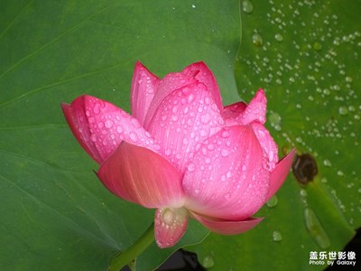 【夏日色彩】又到拍荷時(shí)