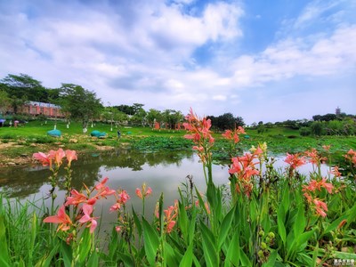 【夏日色彩】+藍(lán)天白云