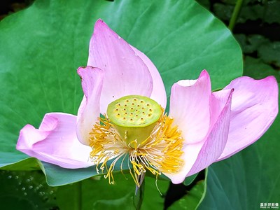 【夏日色彩】+清蓮不妖獨(dú)愛蓮