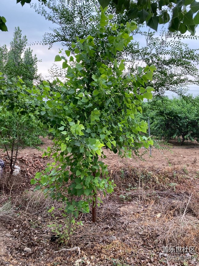 S20U的拍照體驗(yàn)