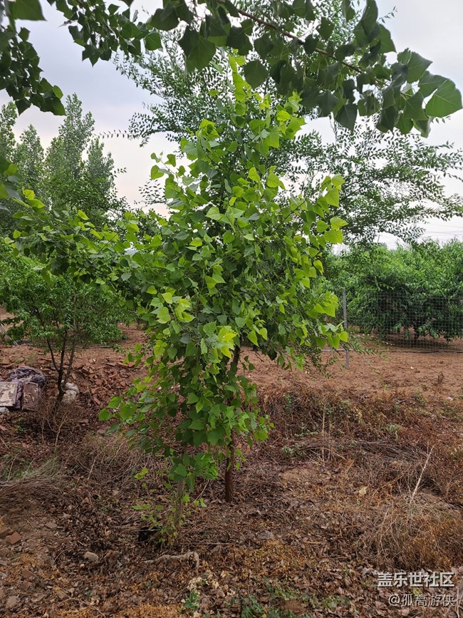 S20U的拍照體驗(yàn)