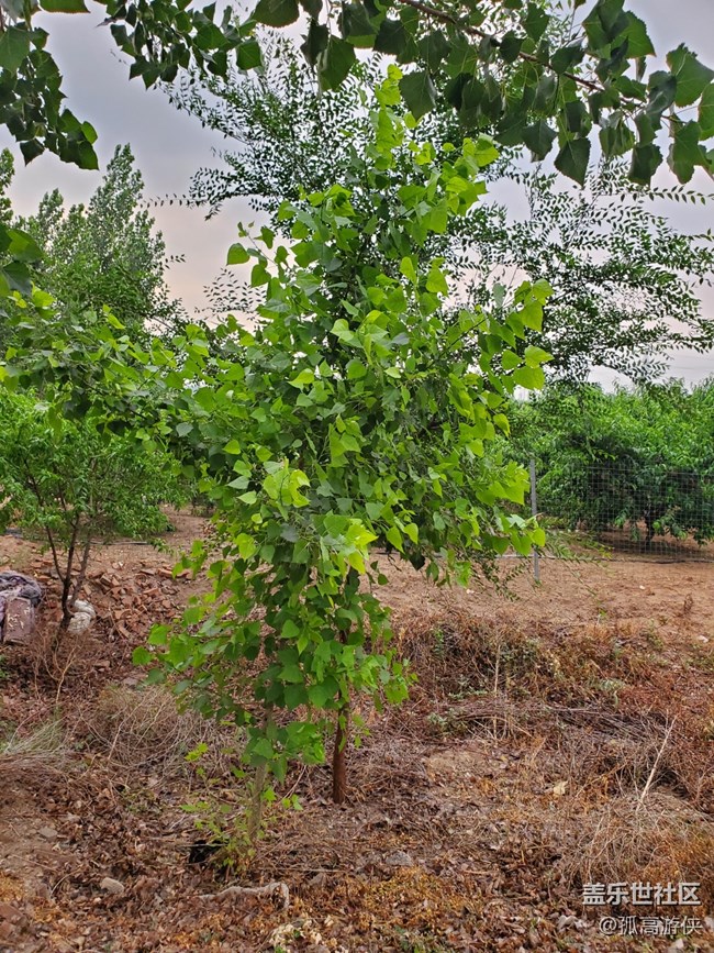 S20U的拍照體驗(yàn)