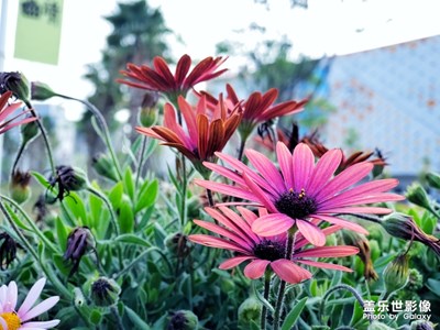 最喜歡的小花