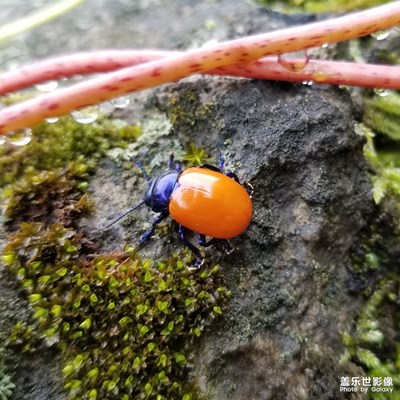 近段時(shí)間隨拍